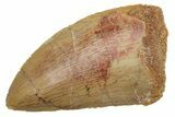 Serrated, Carcharodontosaurus Tooth - Thick Tooth #225491-1